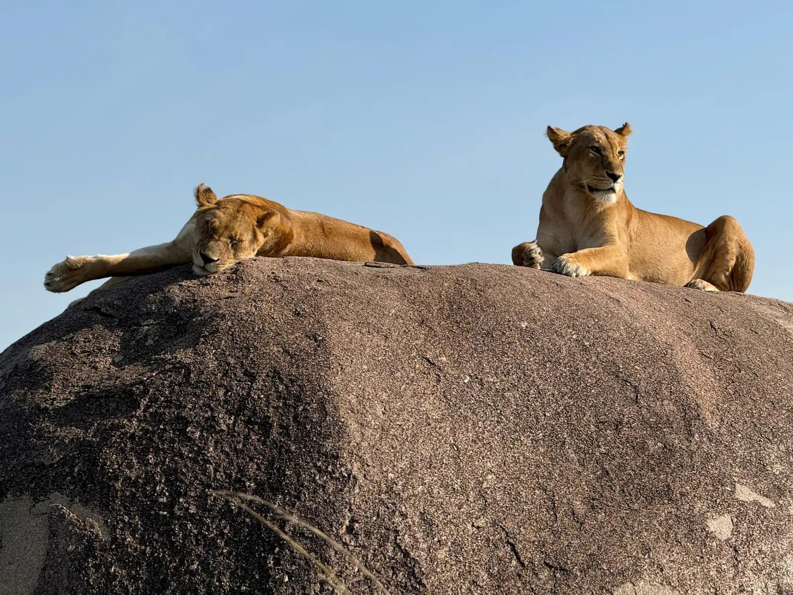 Our guests from the US experienced a Northern Serengeti safari and witnessed the dramatic wildebeest crossing firsthand." When the wildebeest busted through the bushes next to our truck we were stunned. " 